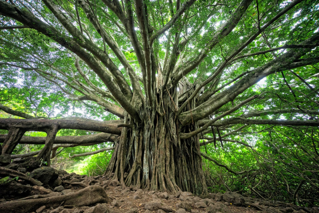 A huge tree representing growth A huge tree representing growth